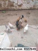 Poules et coqs a vendre