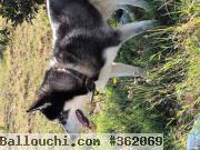 Chien Husky sibérien à vendre