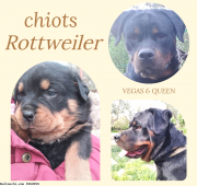 chiots Rottweiler