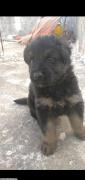 chiot berger allemand