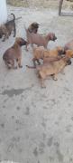 vente de chiots Malinois