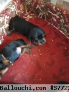 des chiots yorkshire