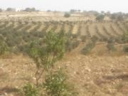 FERME A   15 Km  de TUNIS