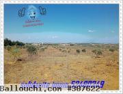 terrain agricole a manzel bouzalfa