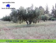 سانية للبيع بالقيروان السبيخة عين بومرة