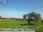 terrain agricole a kelibia