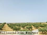 Ferme Tulipe T951 Bouficha