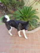 A VENDRE AKITA PURE RACE
