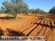 terrain agricole
