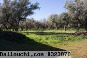 Terrain à vendre 15000 m2