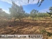 FERME POMELO Bouficha Route Bouficha T982