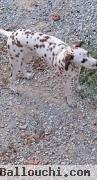 à vendre  un dalmatien du couleur foie et blanc très rare