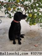 Chien à vendre
