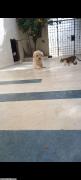Caniche nain blanc