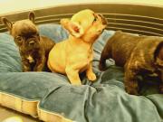 3 femelles Bouledogue Français