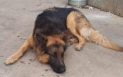 Berger Allemand a vendre