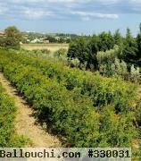 5.5 hectares senia romen titre bleu