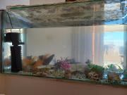Aquarium +5 poissons