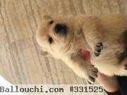 German spitz a vendre
