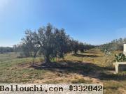 Terrain Leila 2 T1005 Hammamet el besbassia