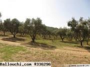 Hammamet,3 Hectares et demi a vendre avec un titre foncier
