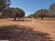 à vendre un superbe terrain 90MD à HAMMAMET SUD 51333131