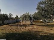 à vendre un terrain à hammamet 51333131