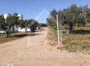 à vendre un terrain à HAMMAMET NORD 51333131