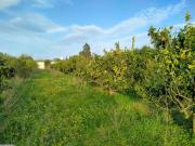 Ferme agricole senya 9awares fil Gobba 7000 m2 سانية قوارص