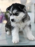 Husky sibérien pure race age 1 mois