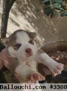 husky sibérien race pure