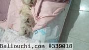 Vente chiots