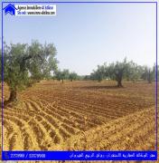 للبيع ارض فلاحية بالخزازية القيروان