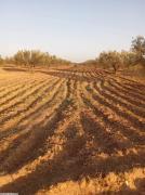 Terrain agricole Hammamet