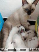 chat siamois