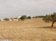 Un terrain de 2750 m² à vendre à Hammamet Sud 51355351