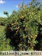 FERME SOLIMAN a Soliman T1044