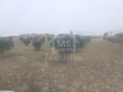 زوز هكتارات زيتون و معاهم 3 ديار للبيع 51355351