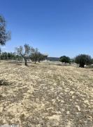 av terrain de 5350m a hammamet sud