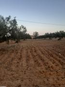 av terrain 15000m² a hammamet latrech