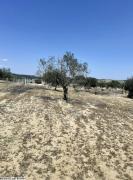 av terrain de 5350m² a hammamet