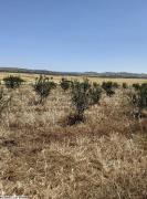 av terrain 6500m² a hammamet