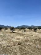 av terrain 8500m² a hammamet sud