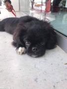 Pékinois mâle, 4 mois