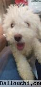 vente 02 femelles une Bichon frisé et une Yorkshire croisé bichon