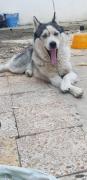 chien husky