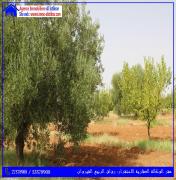 للبيع سانية بالسبيخة القيروان