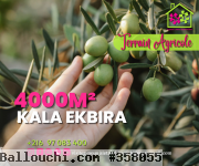 Réf 347 Terrain Agricole de 4000 m² a kala kbira