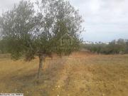 Terrain de 1000 m² à vendre à Hammamet Sud 51355351