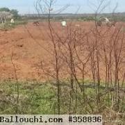 Terrain  Tazarka 3M635